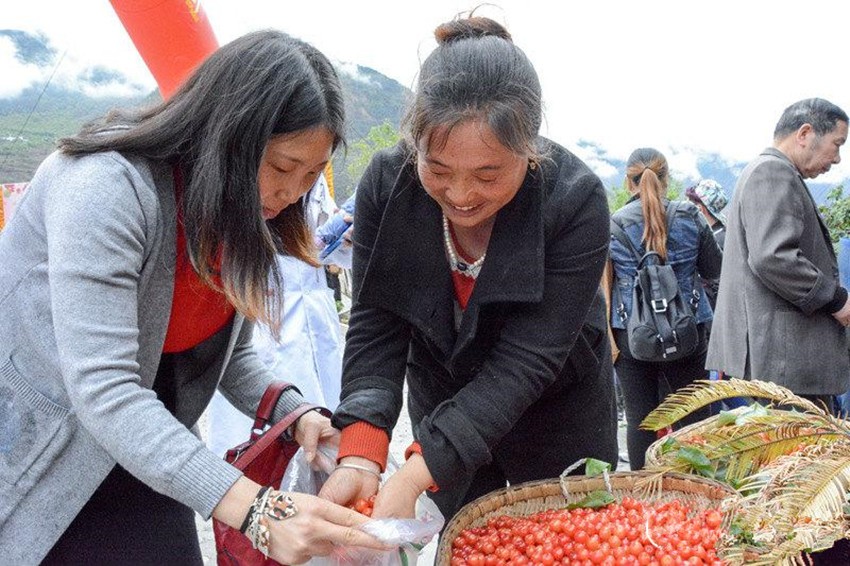 櫻桃紅了，老百姓笑了