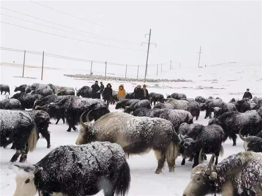 地處“云端之上”生命禁區(qū)“的農(nóng)行石渠支行80后青年益西多吉說”今年疫情流行，大伙冒雪下鄉(xiāng)送金融服務(wù)，新年首日就為農(nóng)戶發(fā)放了3000多萬元，點(diǎn)亮百姓牦牛致富夢(mèng)，疫情終將過去，筑夢(mèng)春天，我們協(xié)力點(diǎn)燃牧民發(fā)展信心“.jpg
