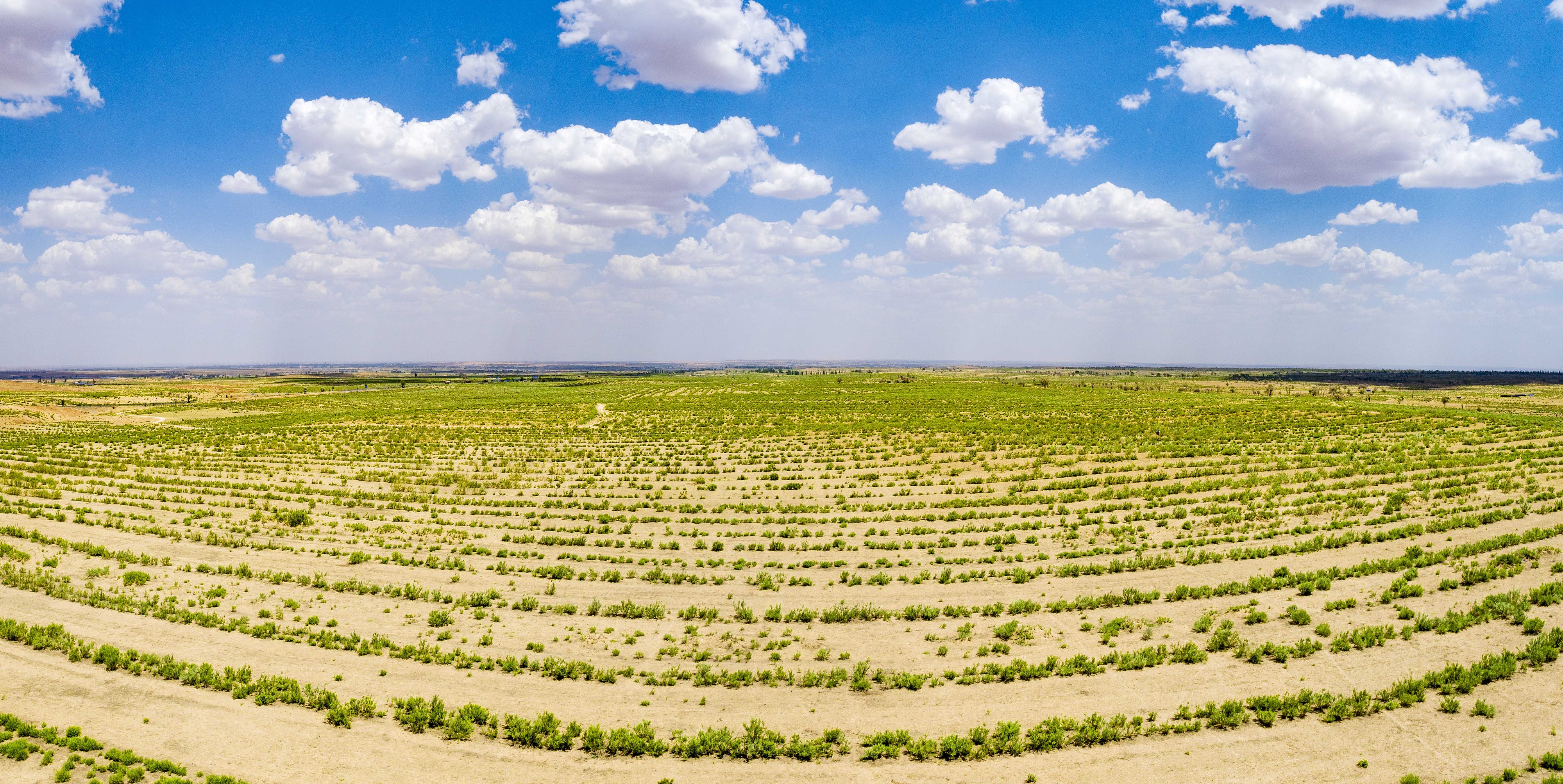 2023年6月7日，內(nèi)蒙古鄂爾多斯，毛烏素沙漠。