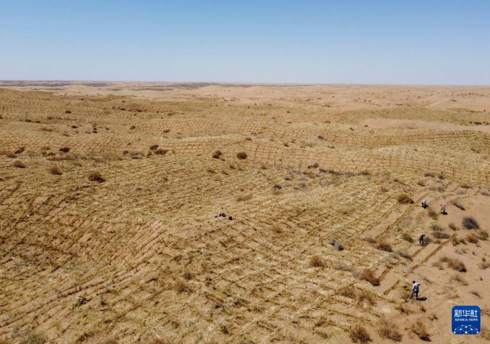 2024年4月10日，群眾在古浪縣八步沙林場(chǎng)麻黃塘沙區(qū)用草方格壓沙。新華社發(fā)（無人機(jī)照片）