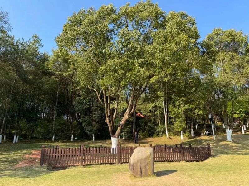 習(xí)近平同志為福建省長汀縣水土保持科教園捐種的香樟樹。圖源：學(xué)習(xí)時(shí)報(bào)