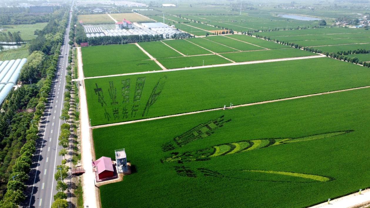 俯瞰小崗村高標(biāo)準(zhǔn)農(nóng)田。鳳陽縣委宣傳部供圖
